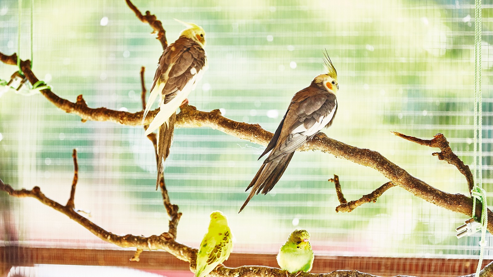 Discover the aviary at Norton Grange - home to colourful tropical birds that capture the hearts of all who visit.