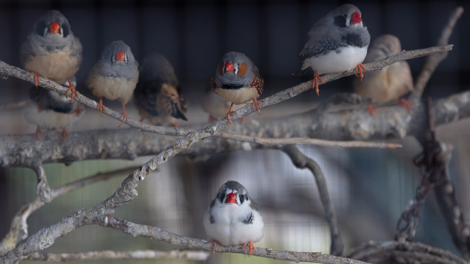 The onsite aviary with an array of birdlife.