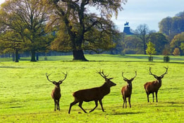Deer at Windsor Great Park