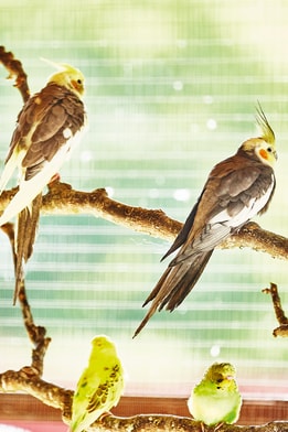 Tropical birds in the aviary at Norton Grange