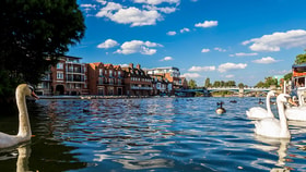 Swans swimming on the river near Windsor