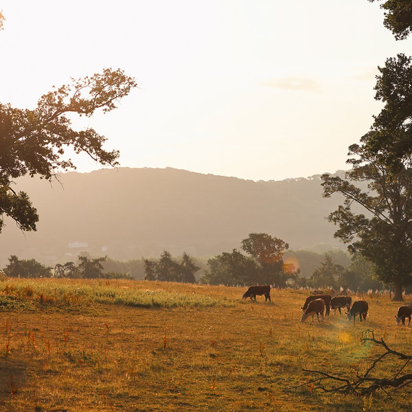 As the sun sets, casting a golden glow over the Herefordshire countryside, a magical atmosphere surrounds you - sit back, relax, and let our team take care of everything.