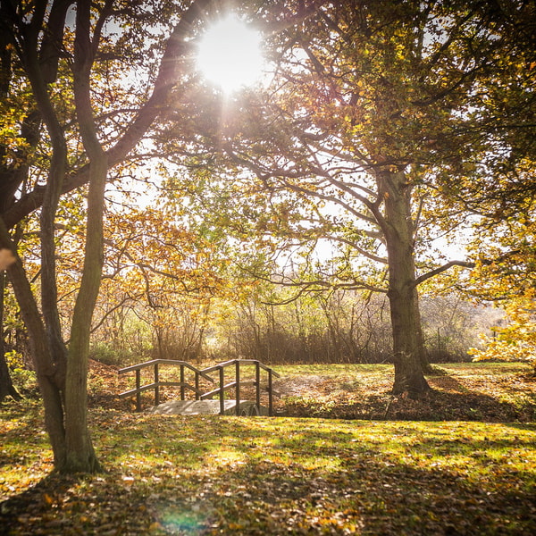 Beautiful lake within the grounds of Gunton Hall surrounded by tall trees and sunshine.