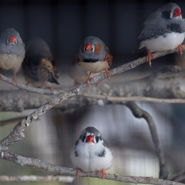 The onsite aviary with an array of birdlife.