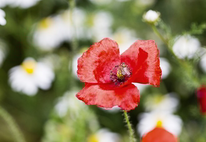 Close up of a red poppy in a field of daisies