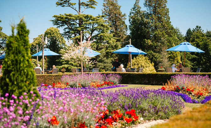 A vibrant garden with colorful flowers and blue umbrellas providing shade to guests seated at outdoor tables on a sunny day.